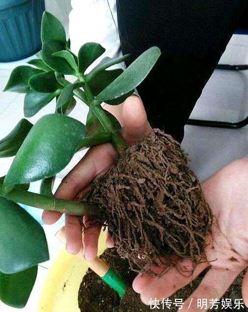 养花新手,就扦插这4种花,长根快成活快,越养越多颜值超高