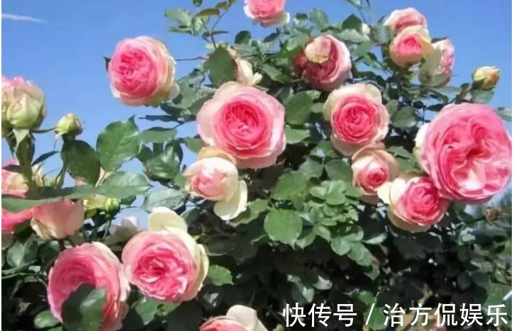 花卉盆栽|养藤本月季，牢记3点，猛长3米长，呼呼“爬满墙”，一片花海！