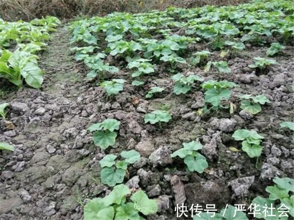 野菜|曾是“百菜之王”，被食用2千多年，现已沦为野生，土豆打败的？