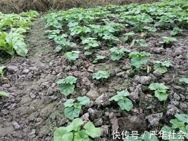 野菜|曾是“百菜之王”,被食用2千多年,现已沦为野生,土豆打败的?