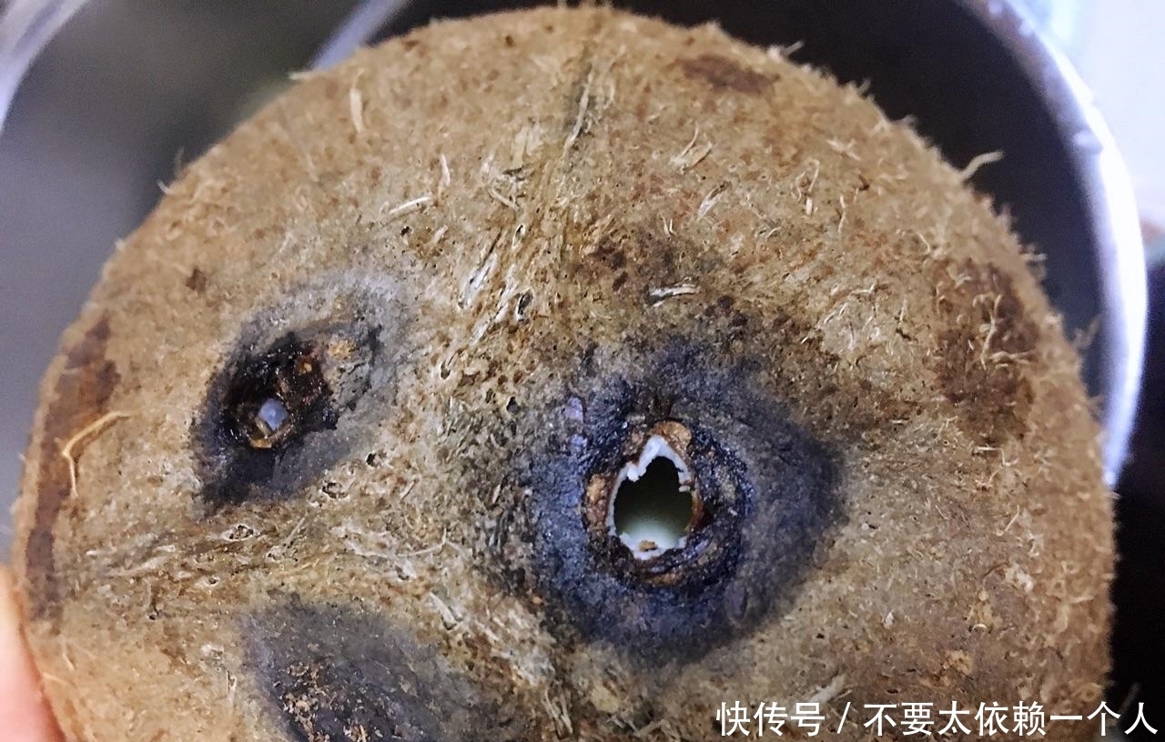 椰肉|夏天炎热,教你做营养又下火的鸡汤,钾含量足,连喝3碗才过瘾