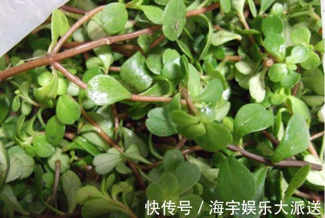 失眠|马齿苋可预防心血管,艾草可以治疗失眠,荠菜可以消除肿胀