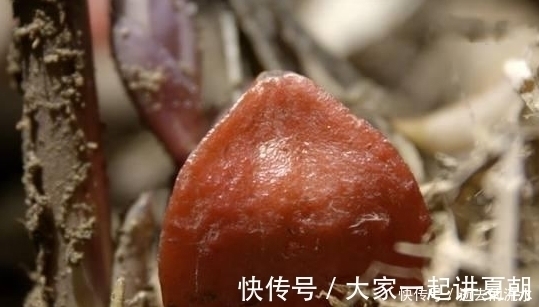 糖尿病|1种水果比甘蔗甜度高2000倍,但不含糖,糖尿病人可以放心吃