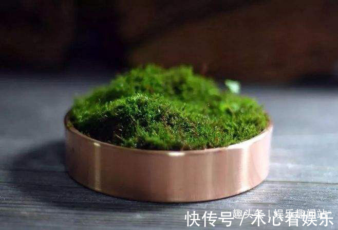 盆栽|房间的盆栽太单调挖点青苔做铺垫，直接养成令人陶醉的微观盆景