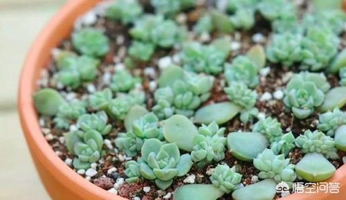 如何让多肉植物多爆侧芽？