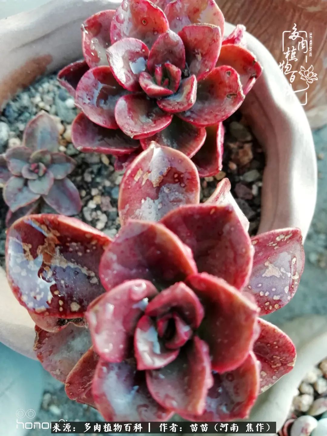 迷上多肉后，有一种喜欢叫一日看三回！