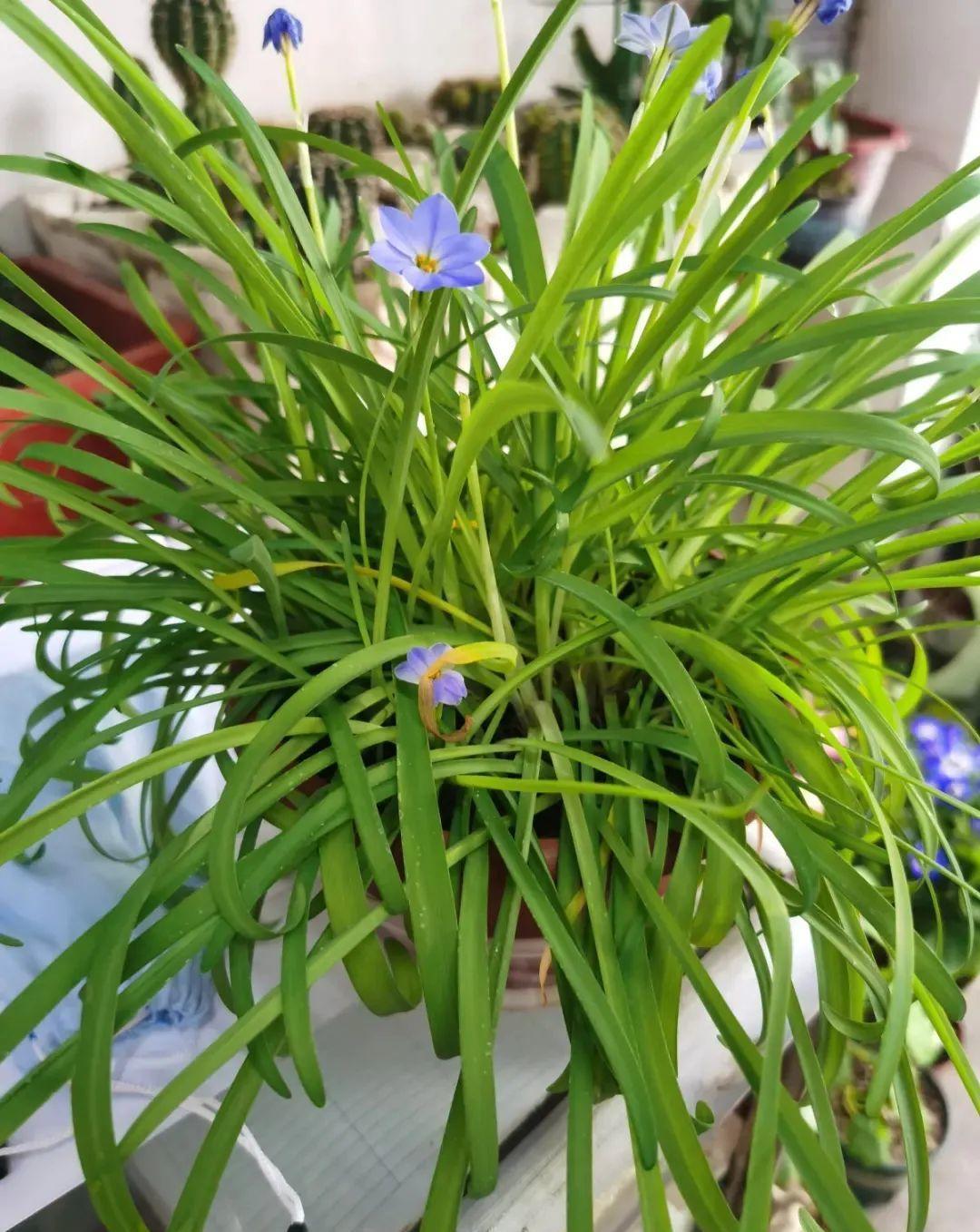 秋天|秋天必养的11种花，冬天特别耐寒，南北方都能养