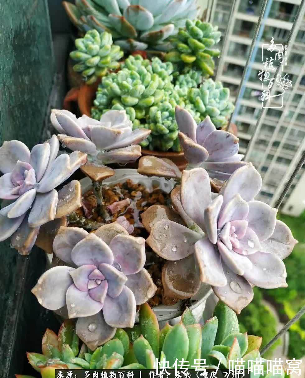 养肉多年,从未出坑过!养多肉是我最喜欢最坚持的爱好!