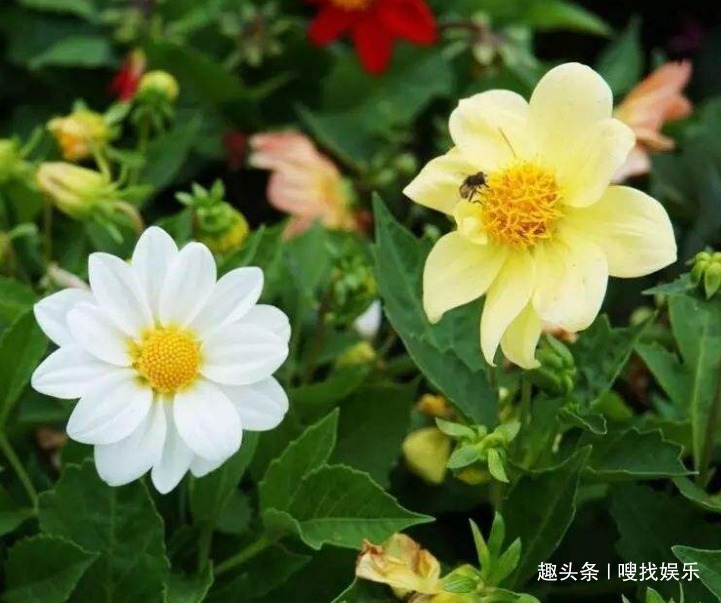 此花花色五彩缤纷，绚烂的花色耀眼夺目，代表着对美好生活的憧憬