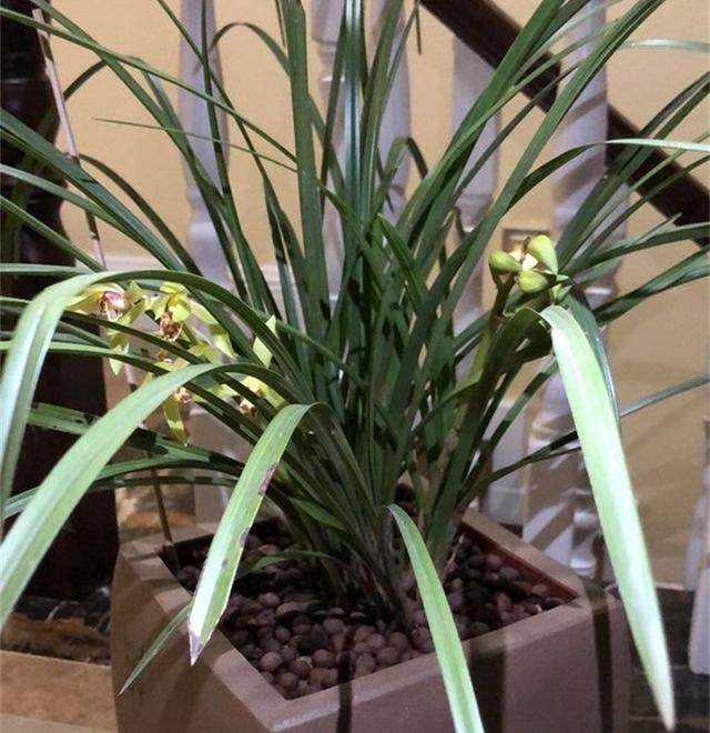缺水|老花农说兰花这样浇,简单粗暴,保证10年不烂根,非常使用