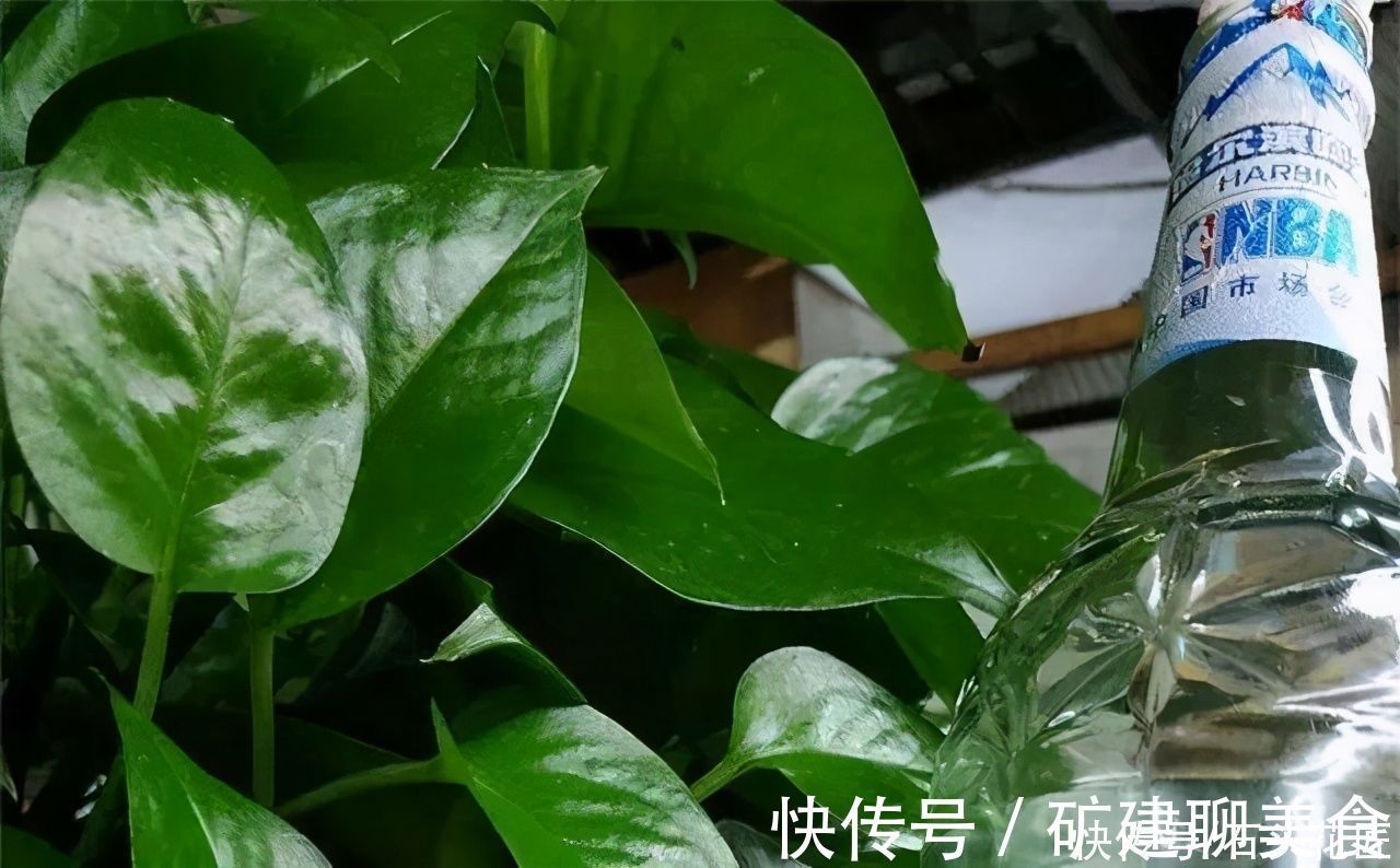 效果|啤酒水到底能不能浇花?石头测试了4个方法,看看有效果吗?
