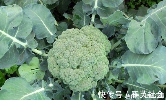 三高|中老年人多吃5种蔬菜,对血管最好,远离高血压、高血脂!