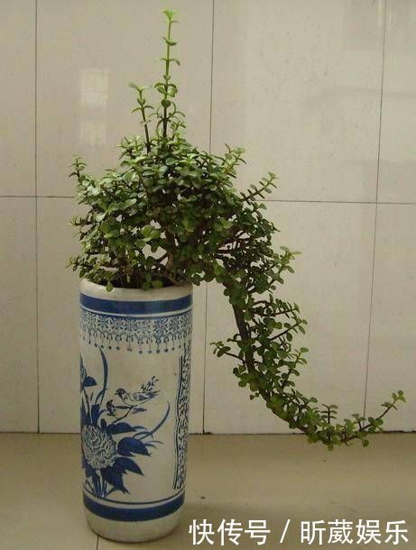 翻倍|金枝玉叶使劲晒太阳，枝干木质化，养成盆景价值翻倍