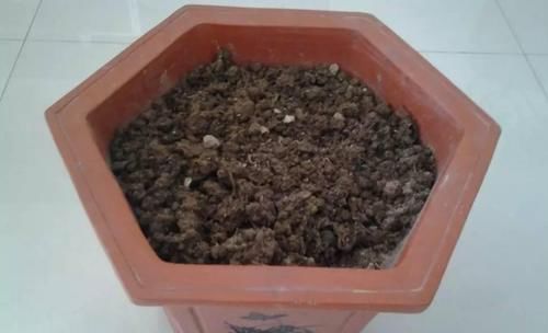 养花土用此2样，想效果好就得抓住这些“处理重点”