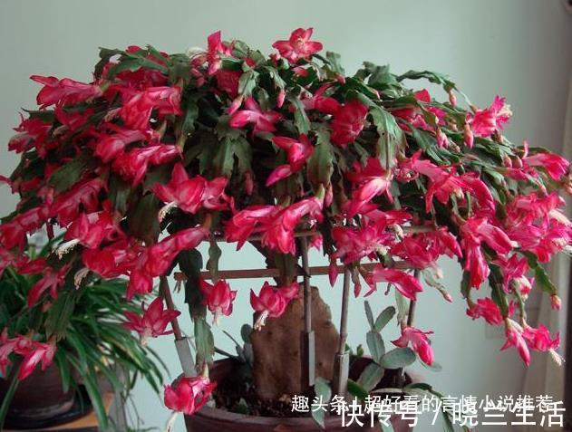 浇花|蟹爪兰不开花2种溶液浇下去，2周冒花芽，1个月开花60朵