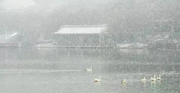 春雪|一场春雪，定格“醉美”长安