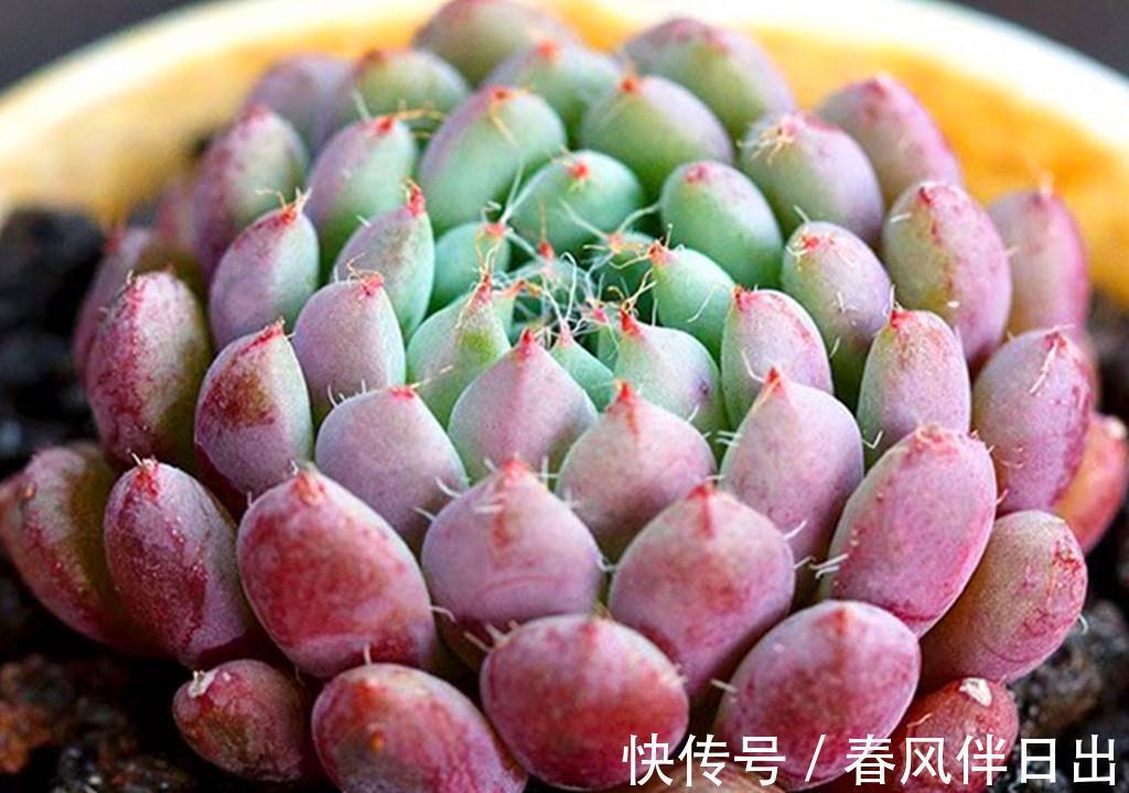 多肉界从不以瘦为美,环肥才是王道,把多肉养胖有三个高招