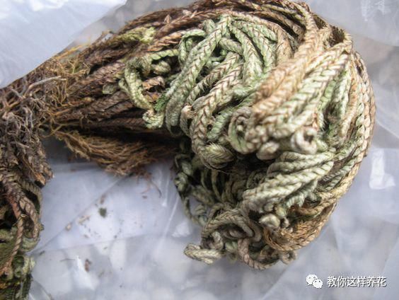 垂盆草|屋顶上的野草,人称“房神”,别再拔了,是福气!