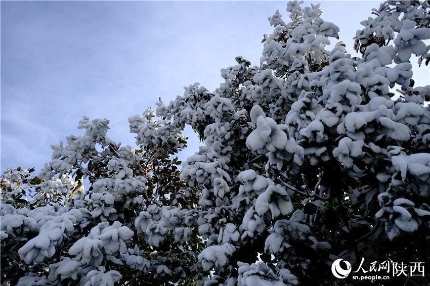 初雪|古城西安迎初雪