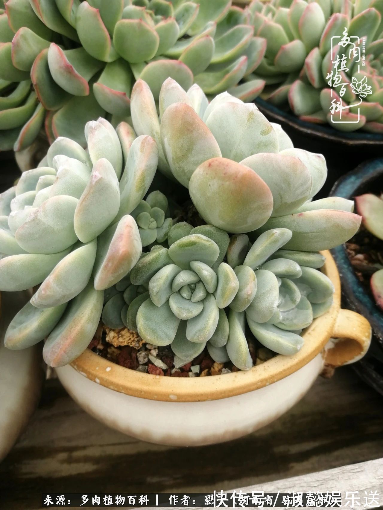 漂亮|被风雨洗礼的多肉越来越漂亮了,忍不住又往坑里跳!