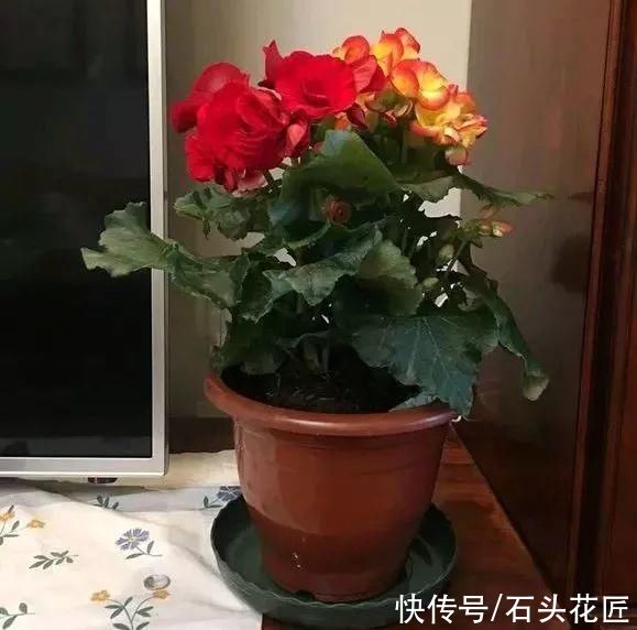 养花|气温高了，养花5种花别“乱浇水”，今天浇、明天可能就烂根