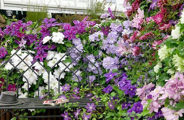 秋冬封闭阳台养花就选铁线莲,满足4点,铸就“一帘幽梦”