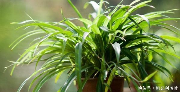 这2样厨余垃圾拿来养花,既能养叶又能强根催花