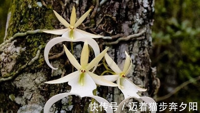 世界上最贵的花 幽灵兰花