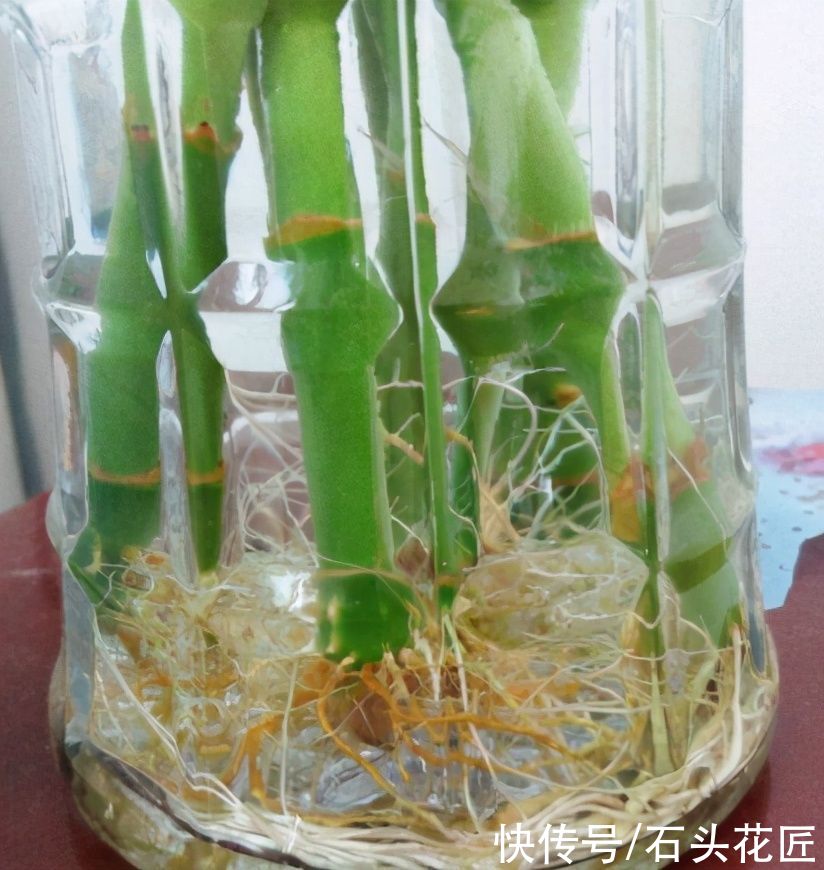 富贵竹一直黄叶，春天是它“翻身”的时机，学会3招就可以