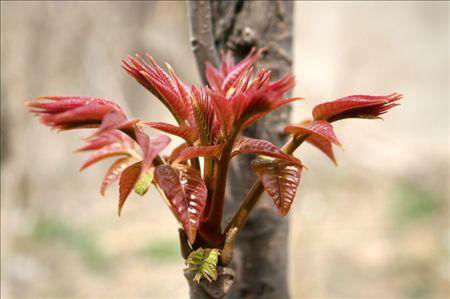 香椿吃多了会致癌？专家为你揭示真相