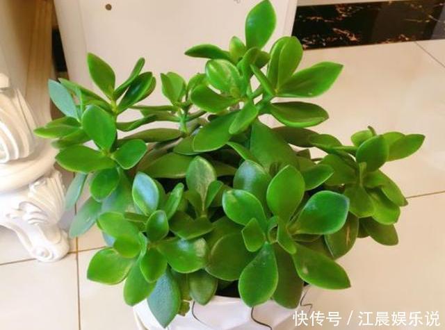 光照|想把玉树养开花,避开“修剪”误区,秋末必然满树花