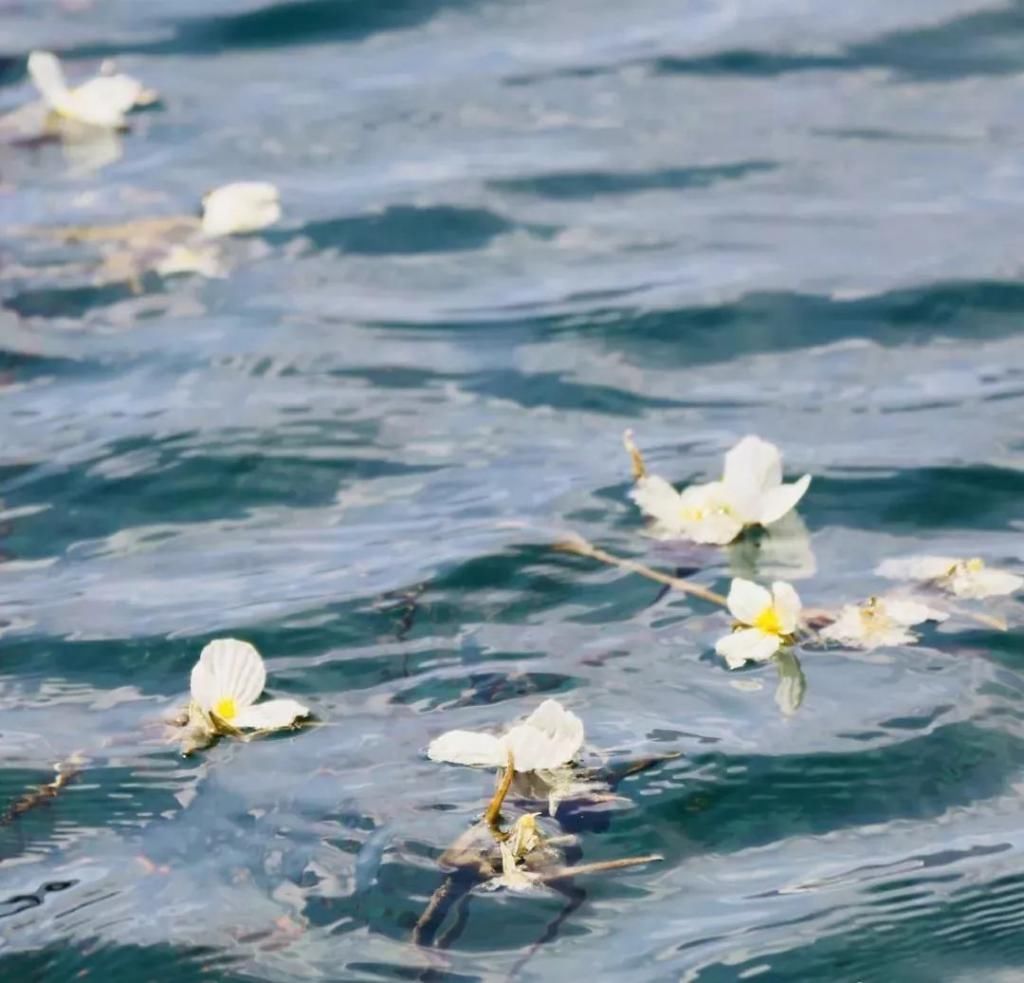 海藻花|泸沽湖的“水性杨花”美爆了，这是心动的感觉