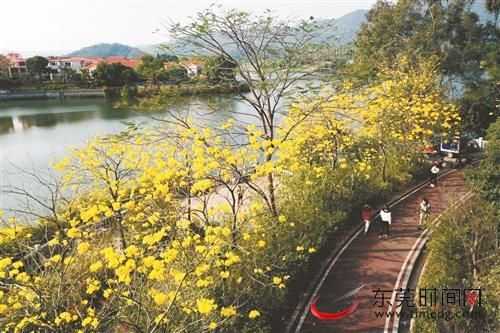 老年|早春花开，满目美景！长安多地春花繁茂引众多市民流连观赏