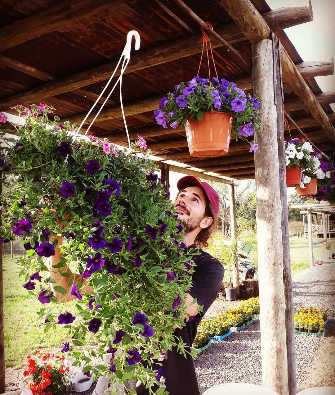 养护|阳台爆盆首选百万小铃,这样养护开花不断,长成花球