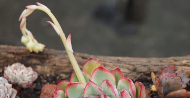 夏季|多肉里的普货也能养出好状态,以下普货多肉,好养易出状态