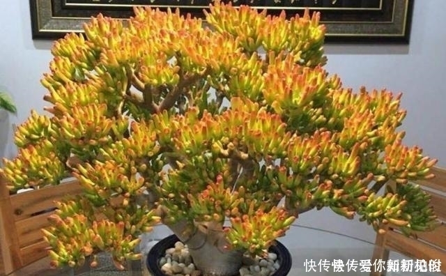 宅招财|居家养花不需要太多,养这3款多肉,不仅颜值高,而且可镇宅招财