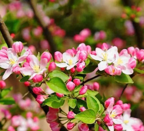 古代的“大户人家”都喜欢养这10种植物，家里养几盆，富贵吉祥旺家宅，你家养了吗