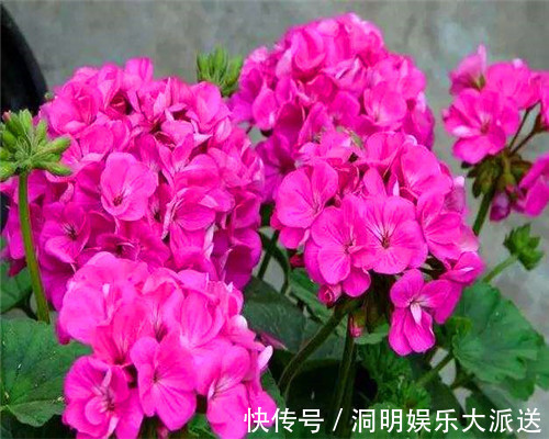 养护|四季海棠不好养教你3个养护小妙招,花开爆盆满屋香