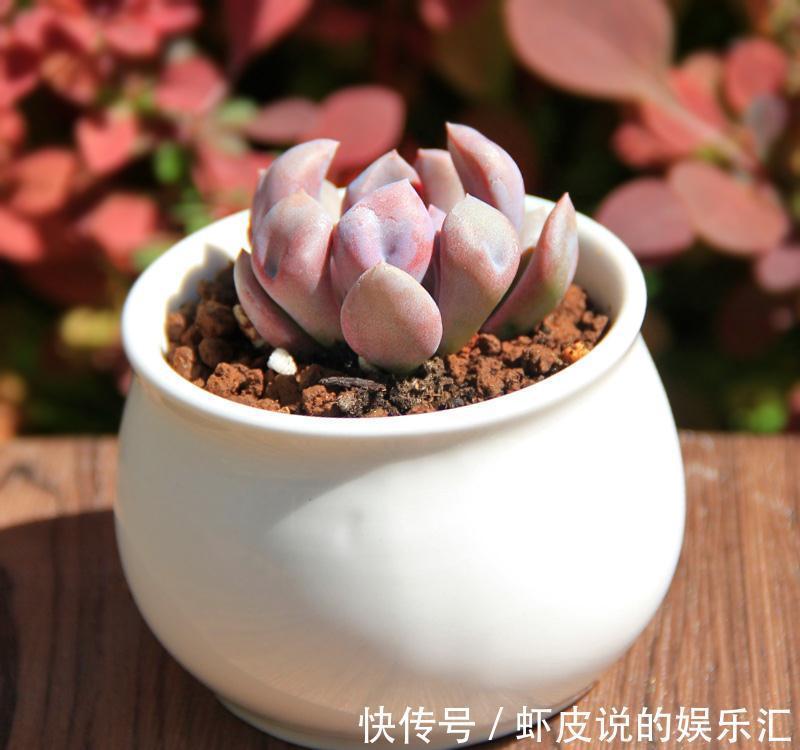 想让多肉健康又漂亮,这8招养成秘籍你千万不能错过