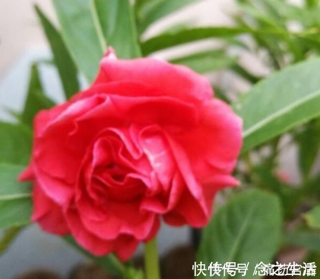冬天养此几款植物，好养易打理，花色柔美，全年开花不断