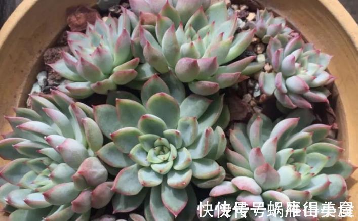 多肉|多肉中的“普货”马库斯，好养又漂亮，于新人而言却是“精品”