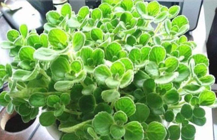 此款花卉便宜又好养,丢到阳台,花型圆滚惹人爱,值得拥有