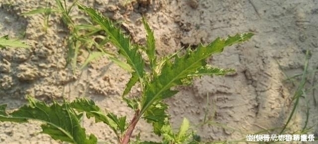 奇痒|得了“脚气”奇痒无比别慌,农村一常见野草,用它煮水帮您搞定