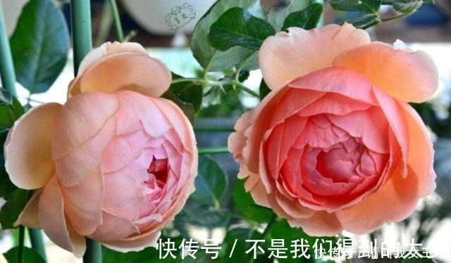 植物|家中4种“过期药”,磨“粉”撒土里,比黄豆水管用,养啥都能旺!