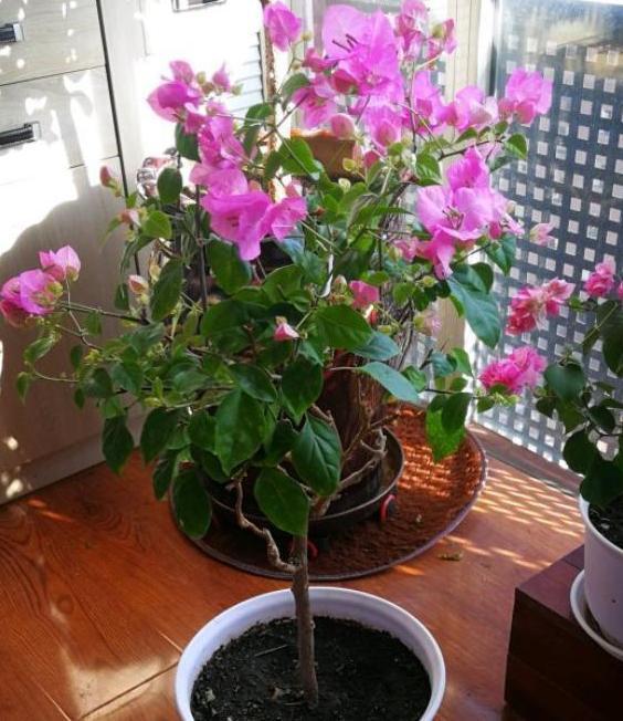 想要盆栽三角梅花团锦簇就从4方面入手,保管1个月花满枝头