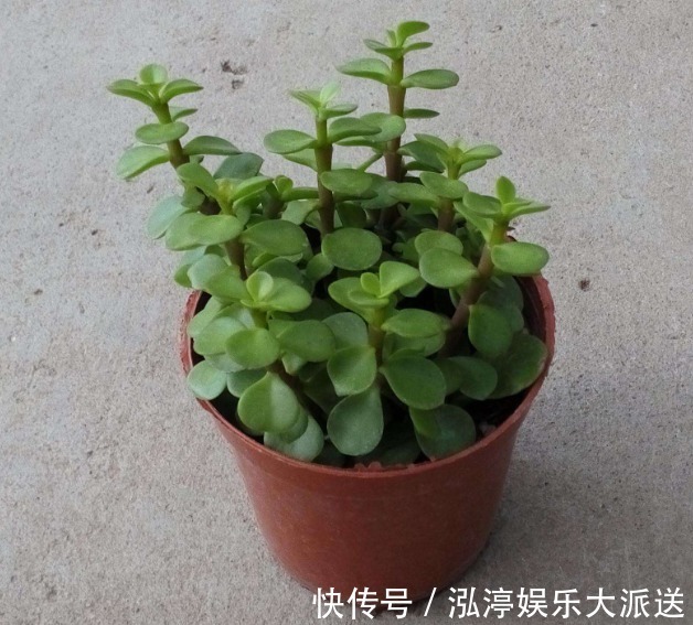 家里人最适合养的3种花，不仅寓意好，而且长得好，花友都会喜欢