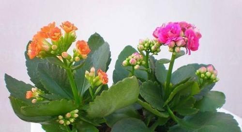 施肥|养多肉虹之玉,注意此4点,叶子红绿相间,像圣诞树和老人