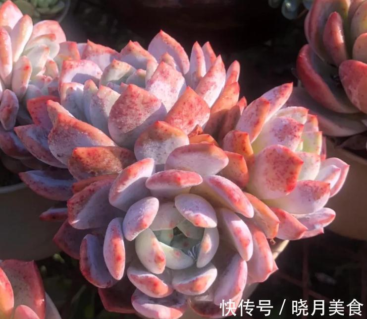 最好养的几款多肉植物,经验篇