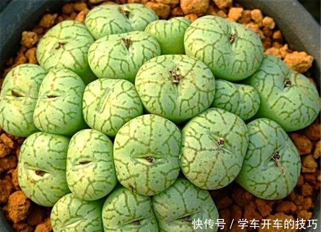 新手春养多肉“3诀窍”，学会就不怕“夏化水”、“冬冻伤”了！