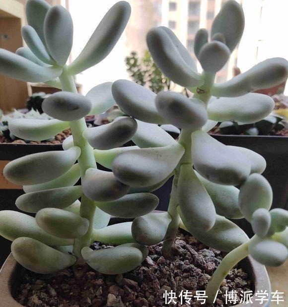 多肉|徒长的多肉要砍头吗做好这三步“一撸二晒三控水”迅速变老桩!